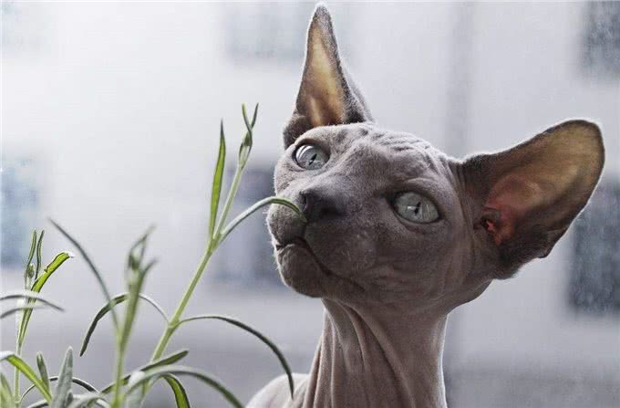 世界上最神秘的猫:波斯猫和暹罗猫杂交而成的猫科动物