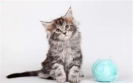 世界上最神秘的猫:波斯猫和暹罗猫杂交而成的猫科动物