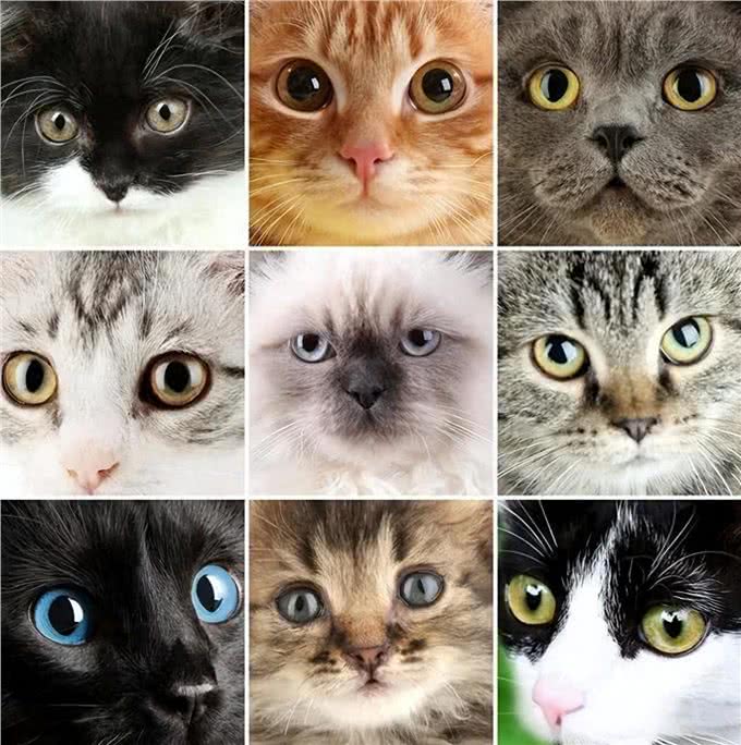 超准的!原来从猫咪脸型也能看出猫咪性格