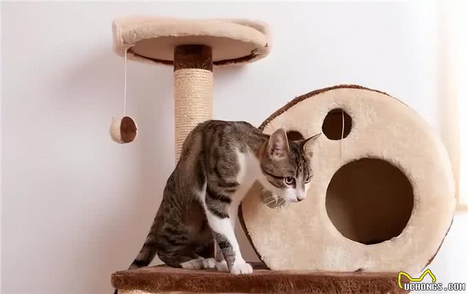 超准的!原来从猫咪脸型也能看出猫咪性格