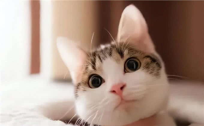 超准的!原来从猫咪脸型也能看出猫咪性格