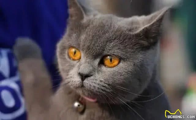 超准的!原来从猫咪脸型也能看出猫咪性格