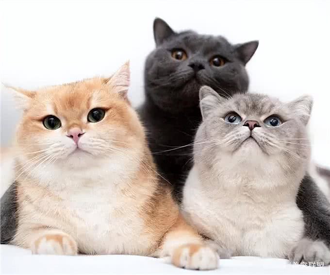 超准的!原来从猫咪脸型也能看出猫咪性格