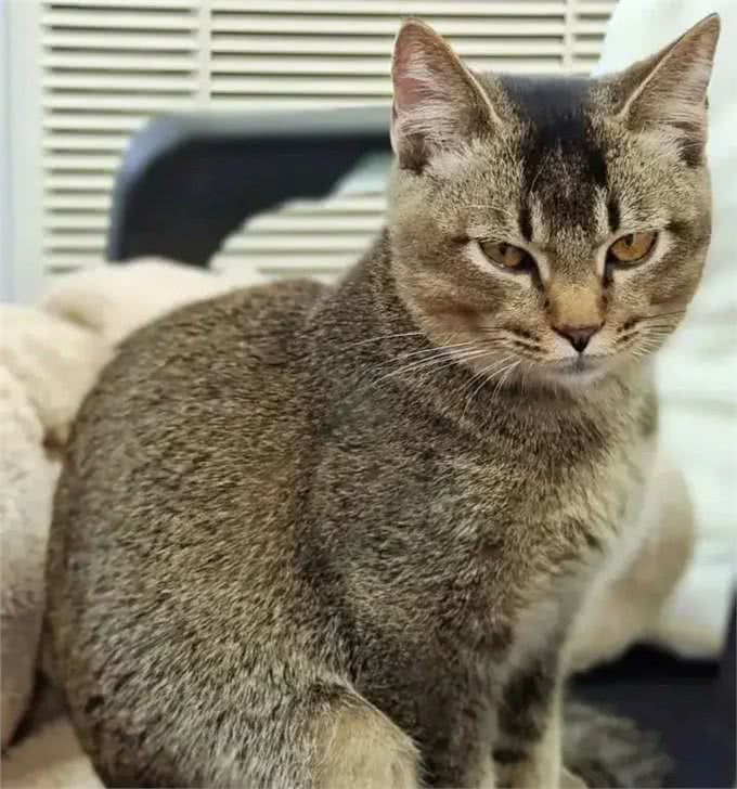 超准的!原来从猫咪脸型也能看出猫咪性格