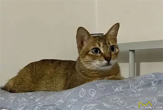 超准的!原来从猫咪脸型也能看出猫咪性格