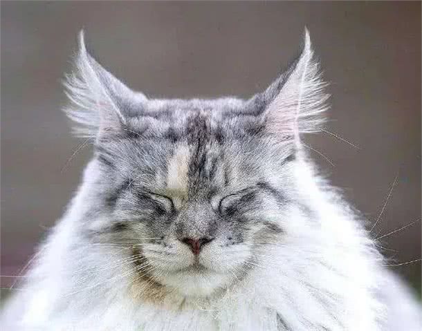 超准的!原来从猫咪脸型也能看出猫咪性格