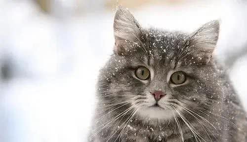 超准的!原来从猫咪脸型也能看出猫咪性格