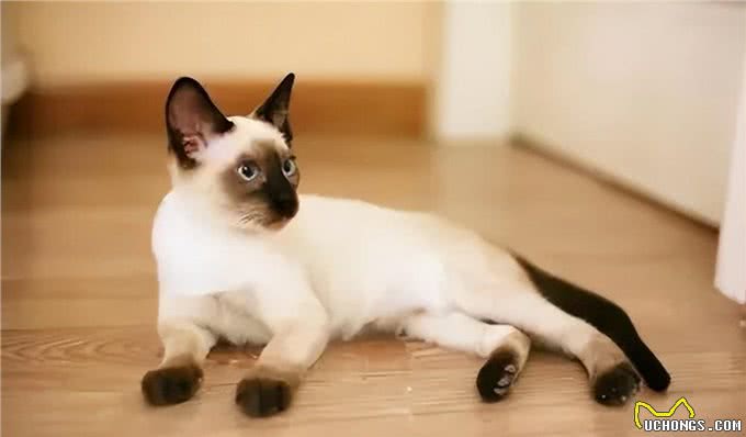 超准的!原来从猫咪脸型也能看出猫咪性格
