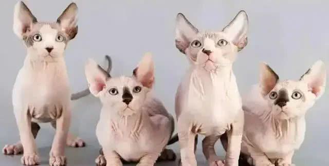 超准的!原来从猫咪脸型也能看出猫咪性格