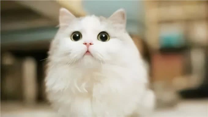 超准的!原来从猫咪脸型也能看出猫咪性格