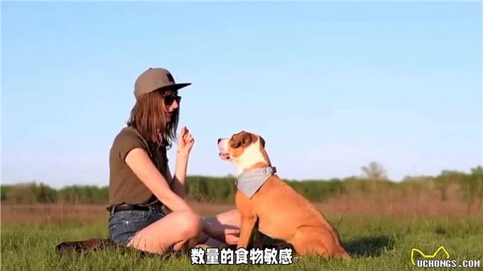 狗狗饲养需求：体型、食物、毛发、性格一个都不能少