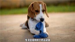 狗狗饲养需求：体型、食物、毛发、性格一个都不能少