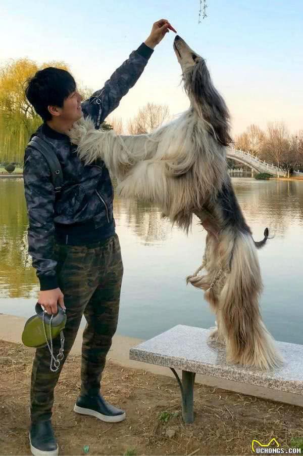 他居然花了28000英镑给狗狗做美容!