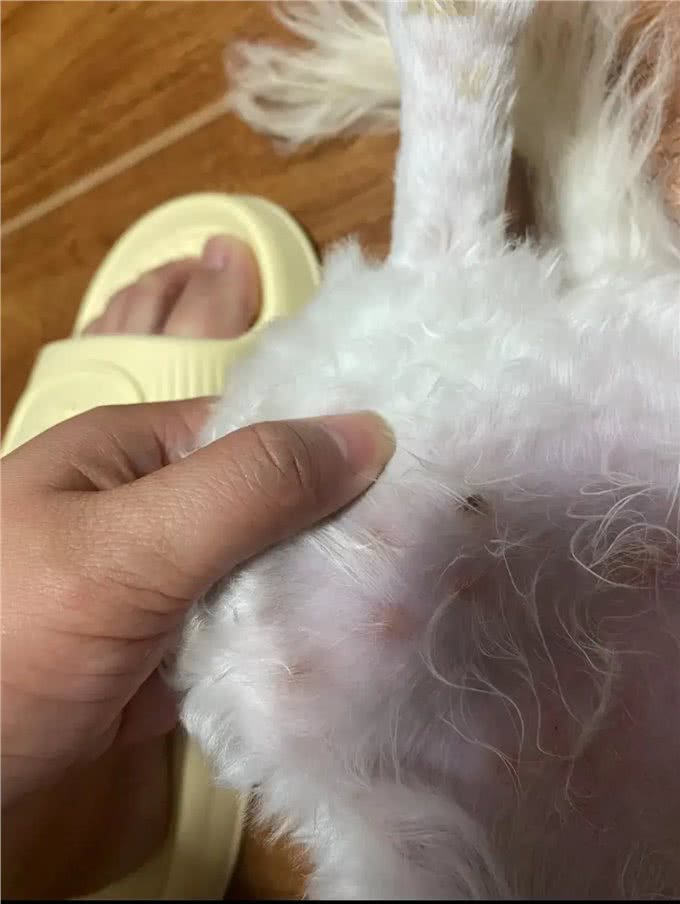 警惕!狗狗掉毛有皮屑，身体红肿!是皮肤病