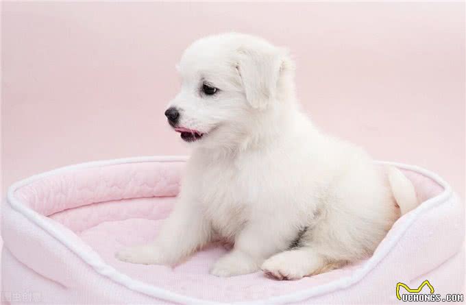 幼犬是否应该多出门进行社会化?是否有染病风险?