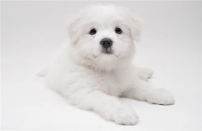 幼犬是否应该多出门进行社会化?是否有染病风险?