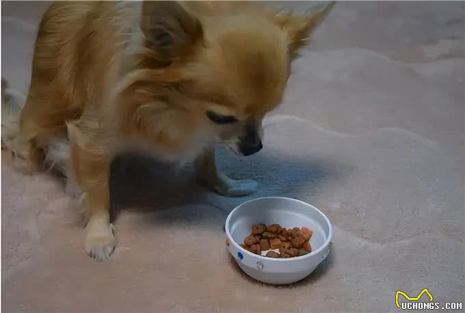 吉娃娃虽然爱叫，但也是一条生命，饲养之前有几件事要清楚