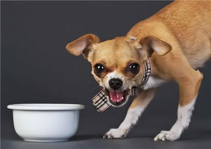 吉娃娃虽然爱叫，但也是一条生命，饲养之前有几件事要清楚
