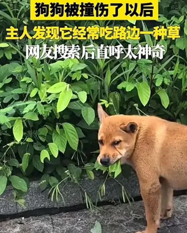 广东神奇狗狗被撞后自寻神草定时疗伤，自然自愈力惊呆众人!