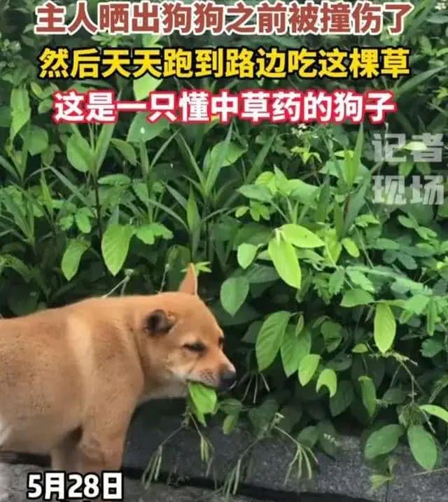 广东神奇狗狗被撞后自寻神草定时疗伤，自然自愈力惊呆众人!