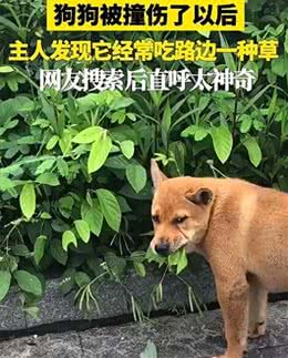 广东神奇狗狗被撞后自寻神草定时疗伤，自然自愈力惊呆众人!