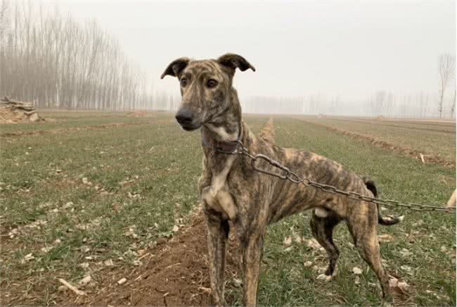 为何细犬这么优秀却很少人养?网友:养了之后就后悔了
