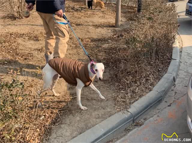为何细犬这么优秀却很少人养?网友:养了之后就后悔了