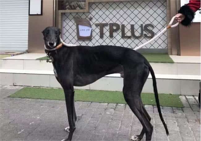 为何细犬这么优秀却很少人养?网友:养了之后就后悔了