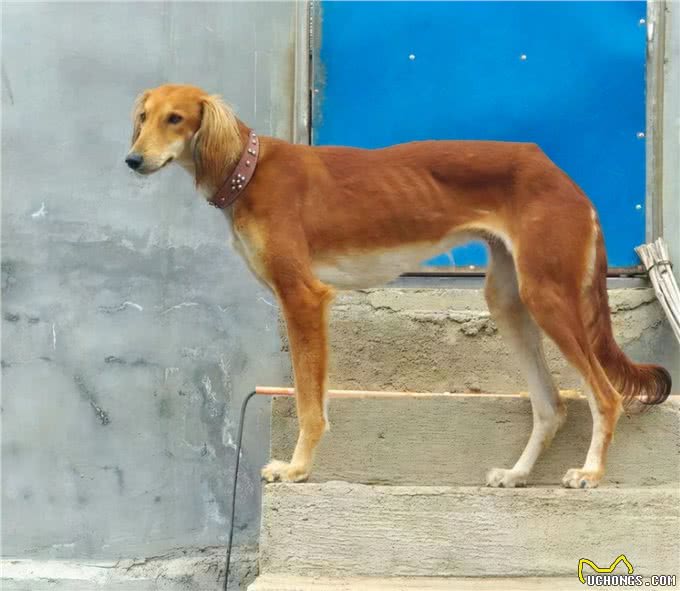 为何细犬这么优秀却很少人养?网友:养了之后就后悔了