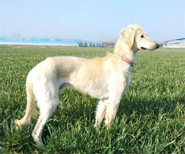 为何细犬这么优秀却很少人养?网友:养了之后就后悔了