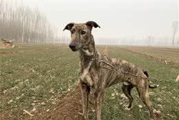 为何细犬这么优秀却很少人养?网友:养了之后就后悔了