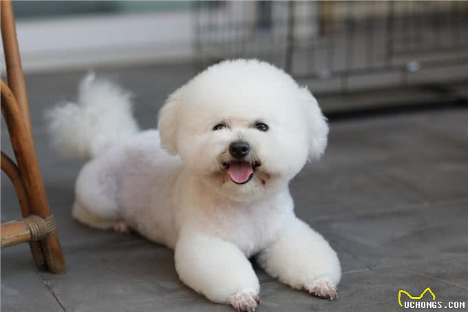 这6种小型犬，买时看不上，却越养越香
