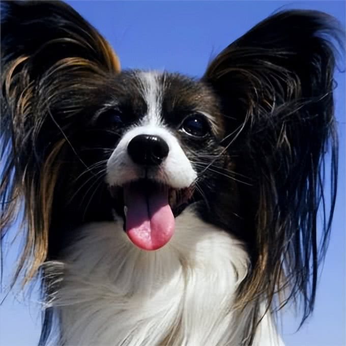 这6种小型犬，买时看不上，却越养越香
