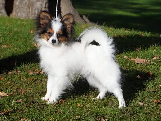 这6种小型犬，买时看不上，却越养越香
