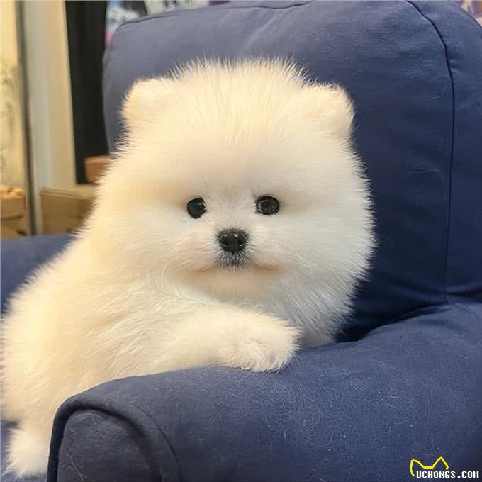 这6种小型犬，买时看不上，却越养越香