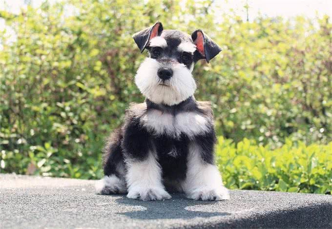 这6种小型犬，买时看不上，却越养越香