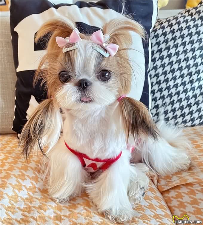 这6种小型犬，买时看不上，却越养越香