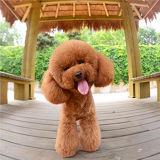 这6种小型犬，买时看不上，却越养越香