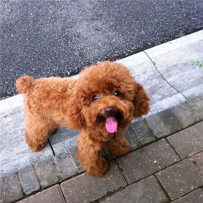 这6种小型犬，买时看不上，却越养越香
