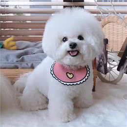 这6种小型犬，买时看不上，却越养越香