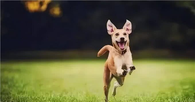 注意!狗狗生病都有哪些信号?