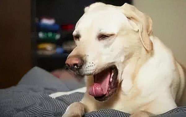 注意!狗狗生病都有哪些信号?