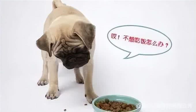 注意!狗狗生病都有哪些信号?
