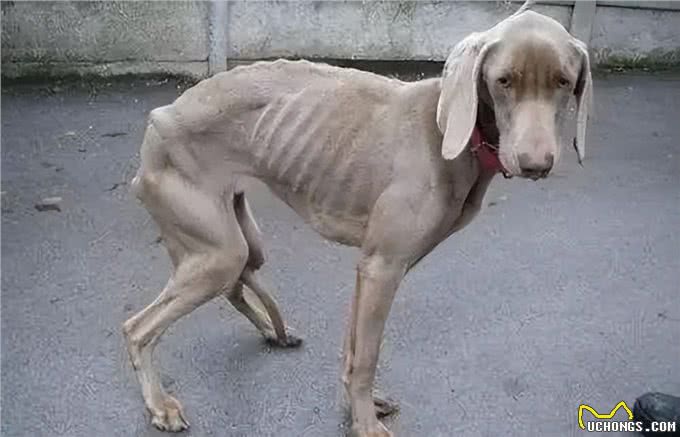 注意!狗狗生病都有哪些信号?