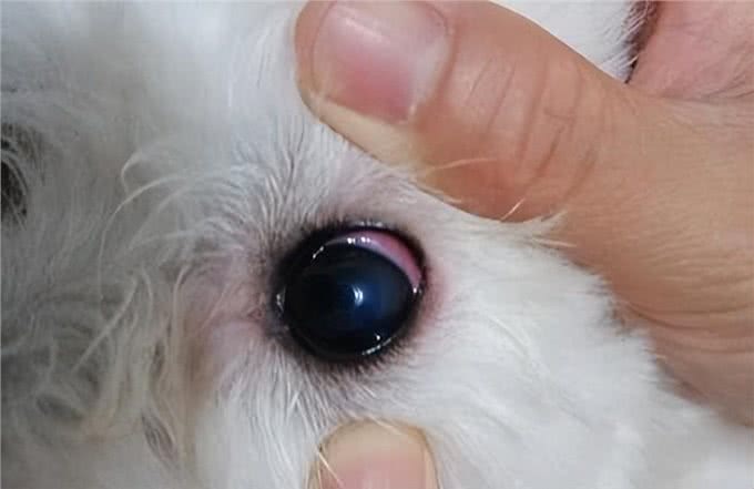 注意!狗狗生病都有哪些信号?