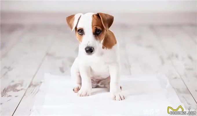 注意!狗狗生病都有哪些信号?