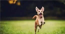 注意!狗狗生病都有哪些信号?