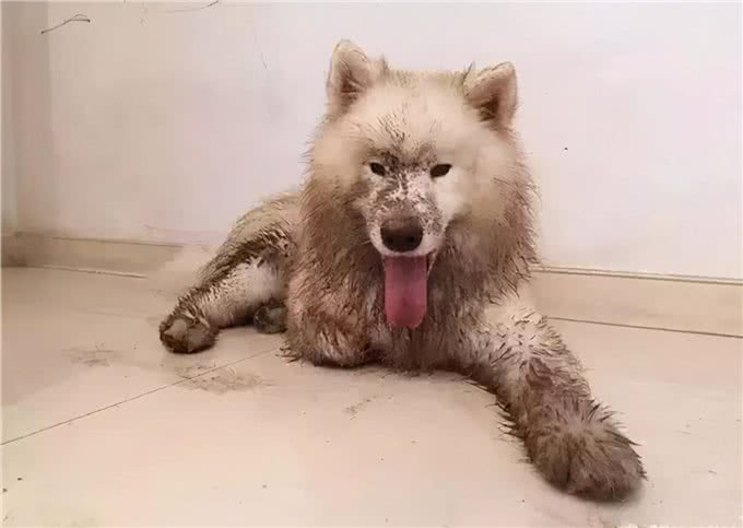 这5种狗，真的难养，养得好的都是大神
