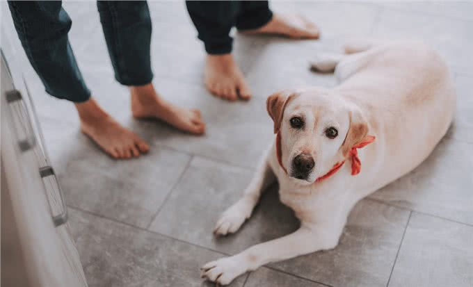 狗狗忍痛的18种行为，主人帮帮狗狗吧