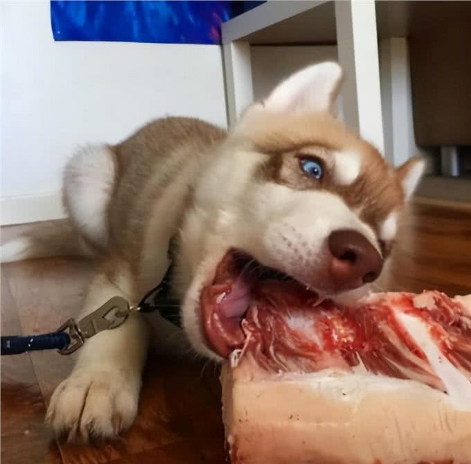 狗狗吃肉有多重要?即便已经接受狗粮，也要偶尔补肉